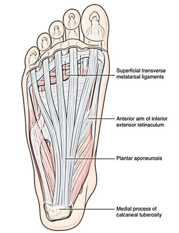 Is plantar aponeurosis elastic