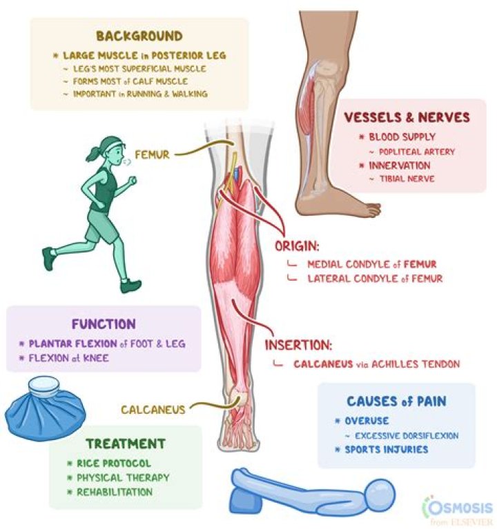 Is there a gastrocnemius vein