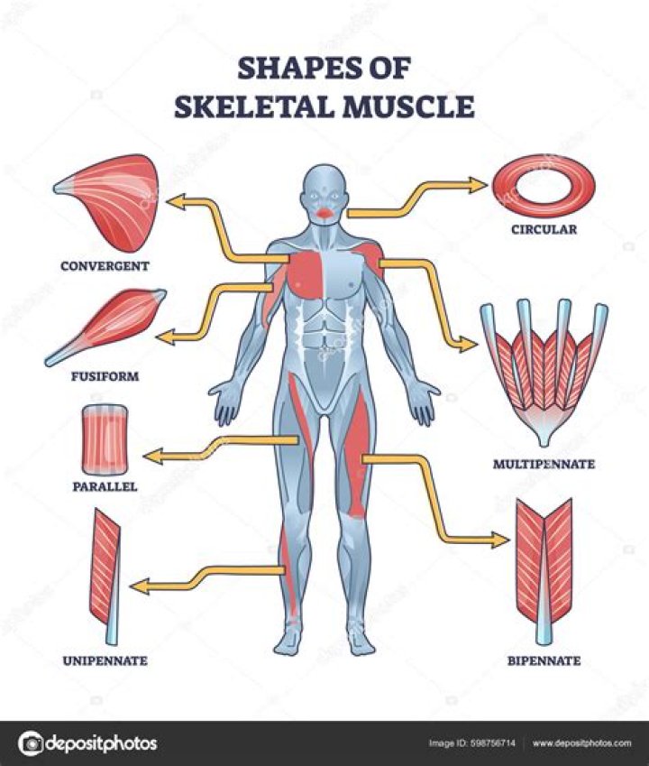 Is there muscles in your scalp