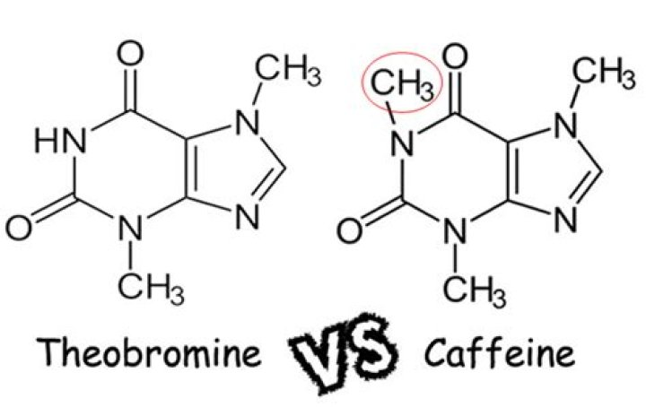 Is there theobromine in coffee