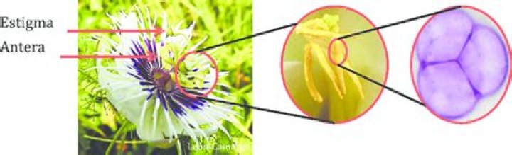 ¿Qué es el antera de una flor