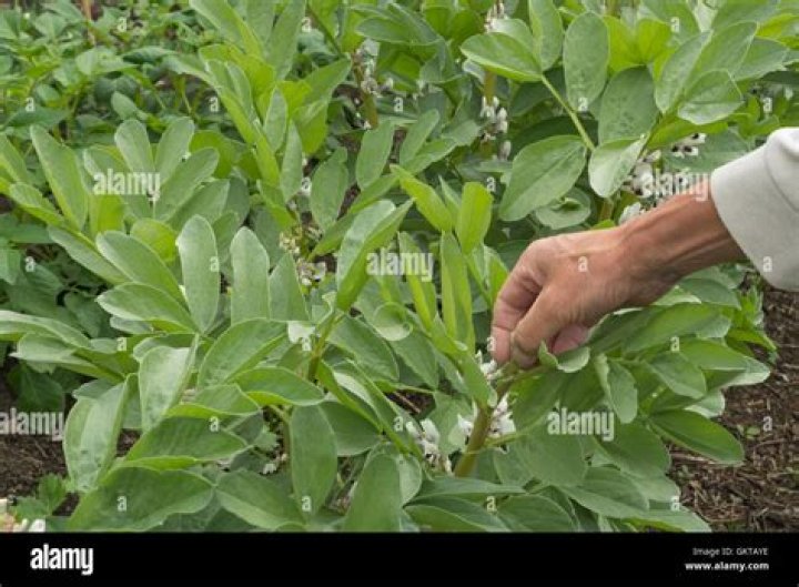 Should I pinch out broad beans
