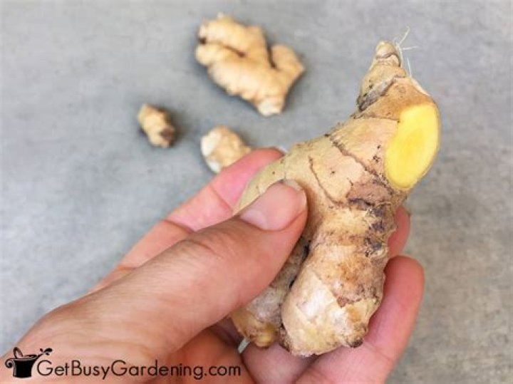Should you cut back ginger plants