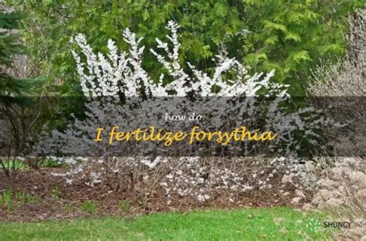 Should you fertilize forsythia