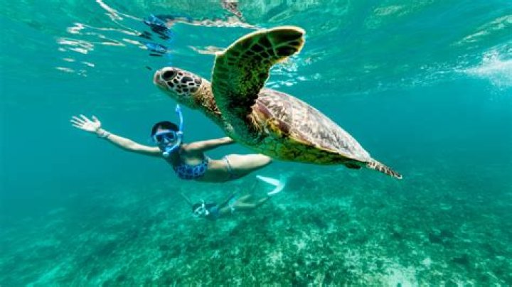 What activities do sea turtles do