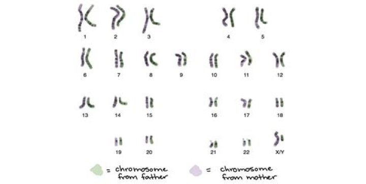 What animal has 32 chromosomes