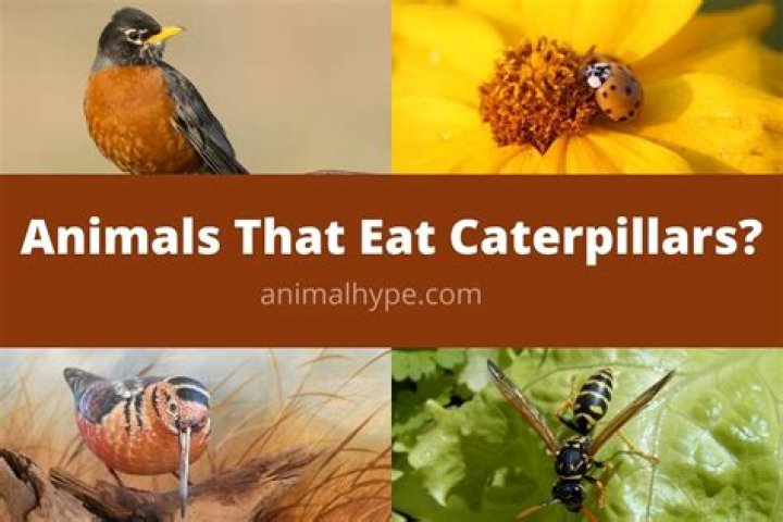 What animals eat caterpillars