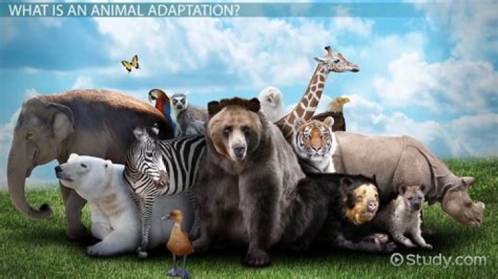 What are 5 animal adaptations
