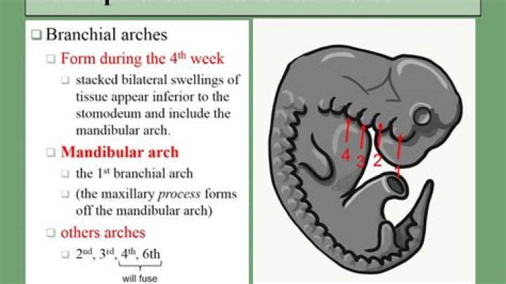 What are branchial arches
