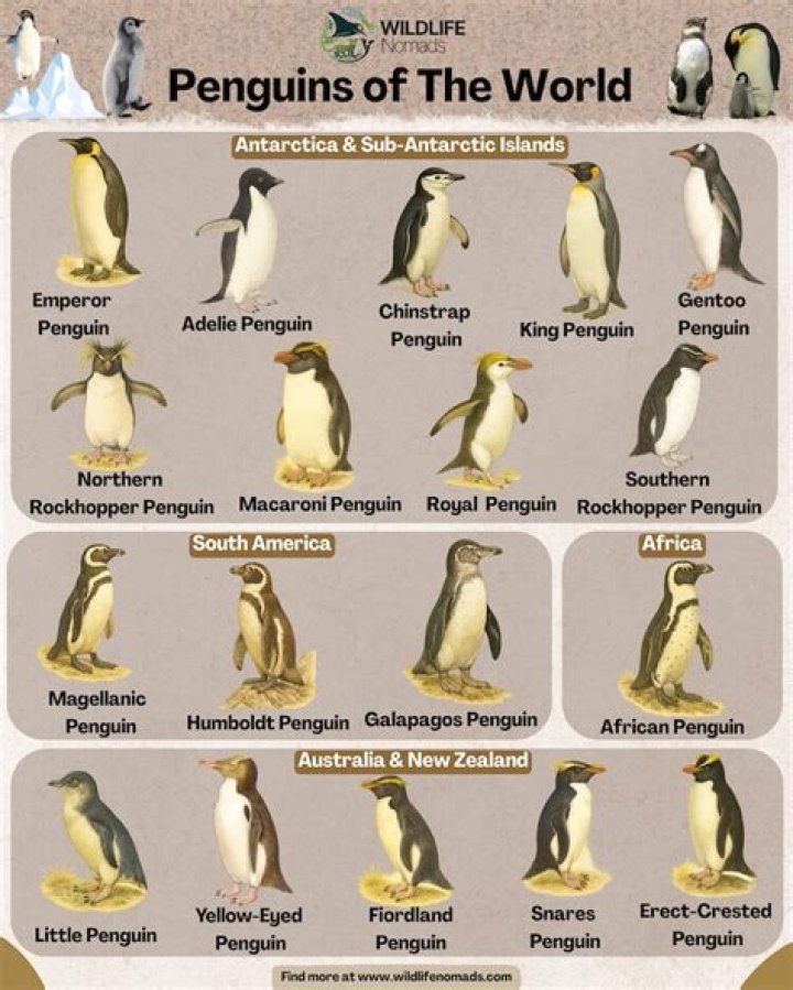 What are Brown Penguins called