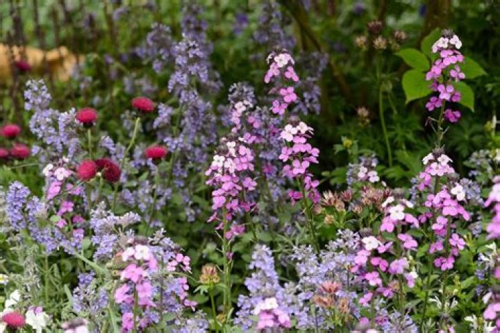What are cottage garden plants