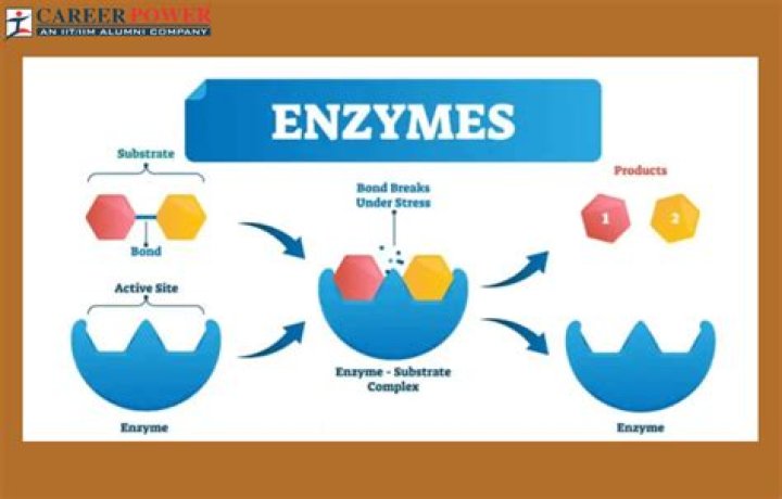 What are disadvantages of enzymes