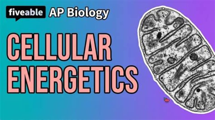 What are energetics in biology
