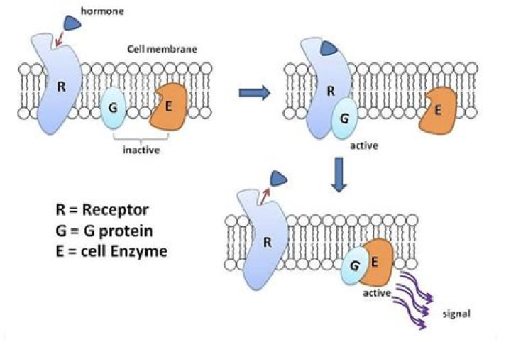 What are monomeric G-proteins