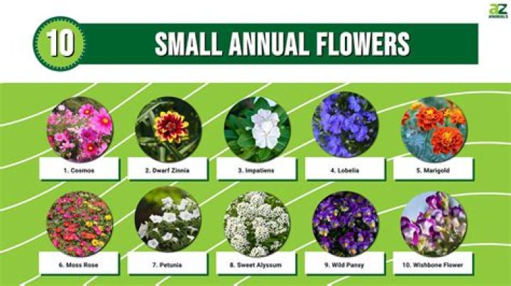 What are small plants examples