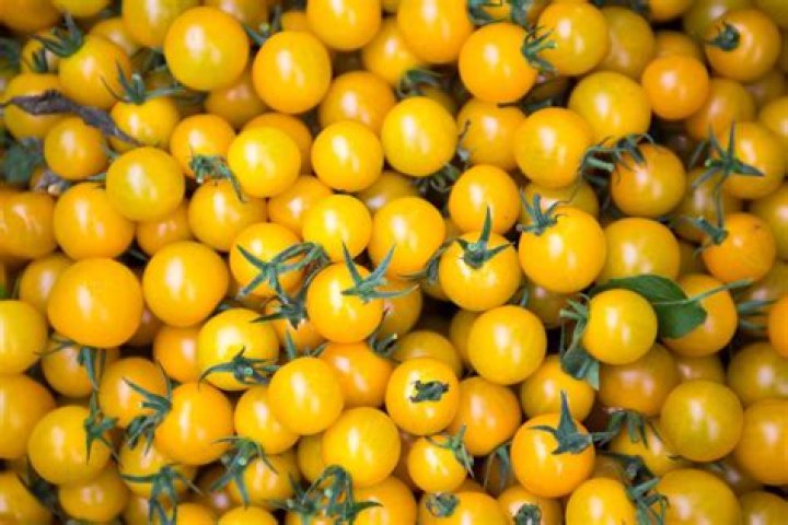 What are small yellow tomatoes