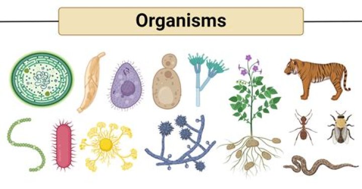 What are the 4 main organisms