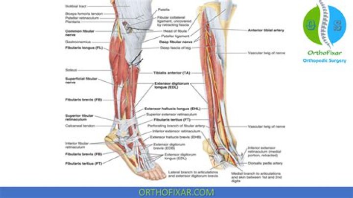 What are the 4 muscles in the leg