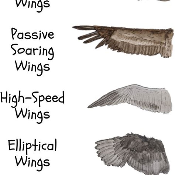 What are the 5 types of wings