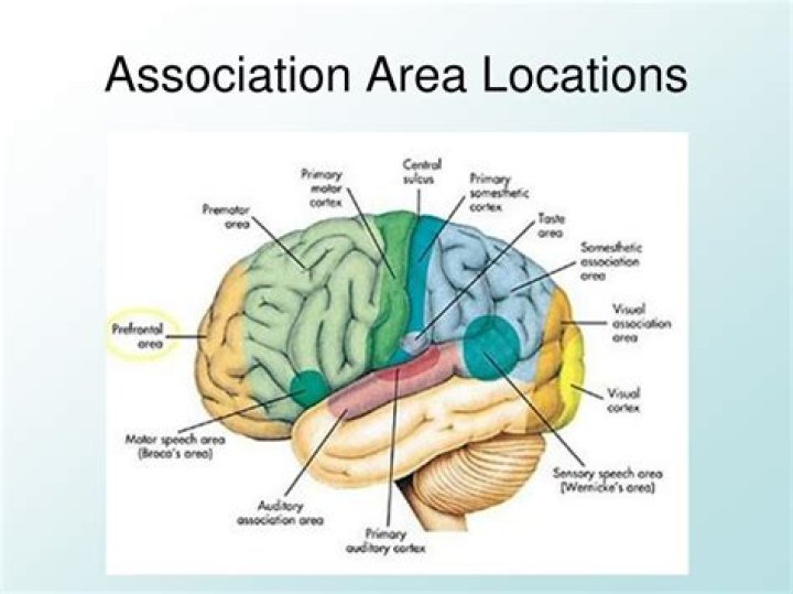 What are the association areas