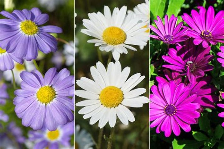 What are the colors of daisies