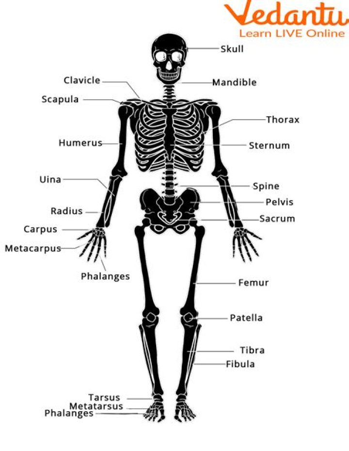 What are the parts of a muscle