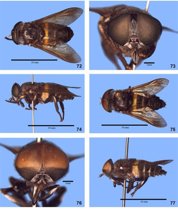 What attracts big horse flies