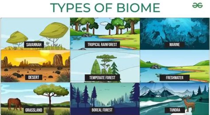 What biome is most productive
