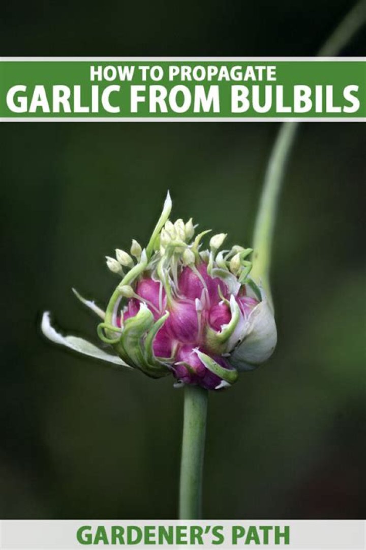 What can I do with garlic bulbils