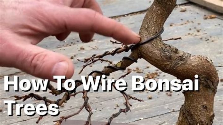 What can I use for bonsai wire