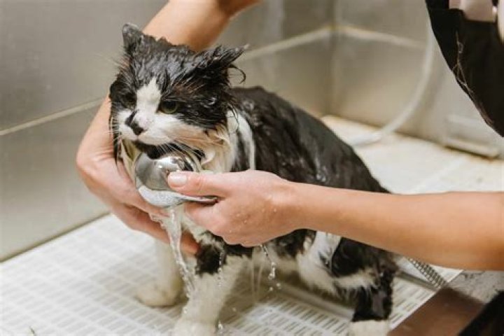 What can I use to wash my cat