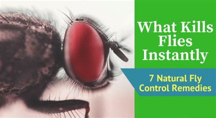 What can instantly kill flies