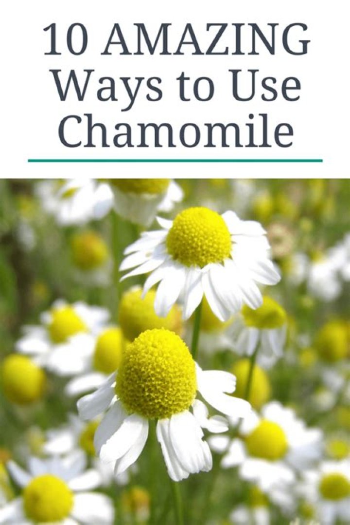 What can you do with chamomile