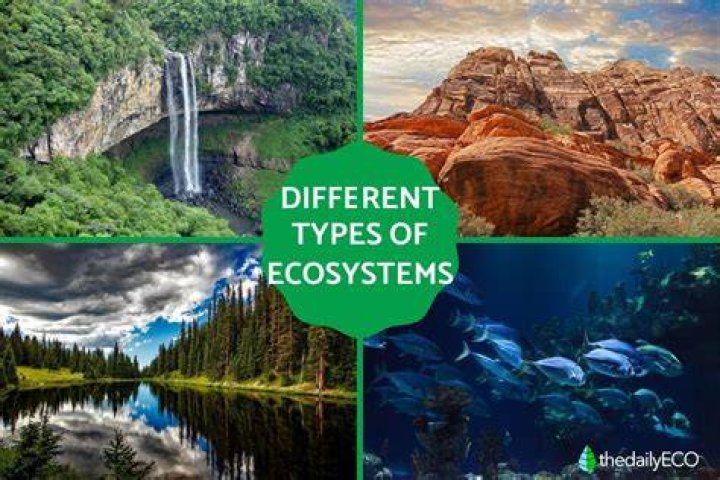 What can you find in an ecosystem