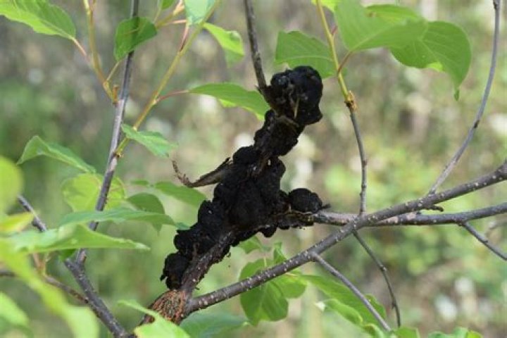 What causes black knot disease