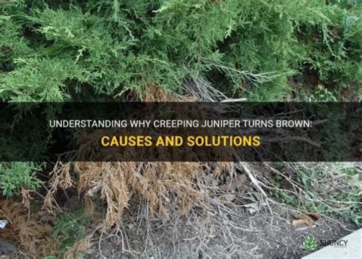 What causes juniper bushes to die