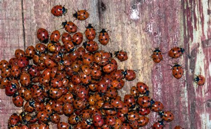 What causes swarms of ladybugs