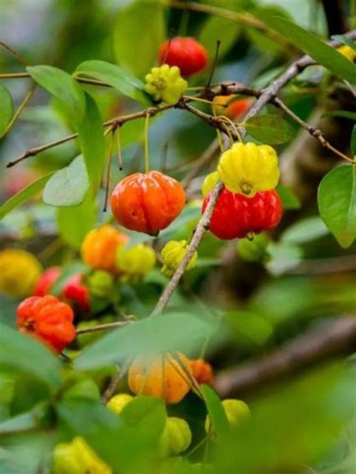What color is Brazilian cherry