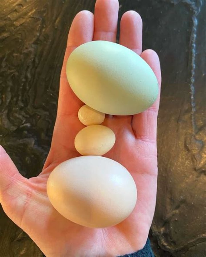 What creature eats fairy eggs