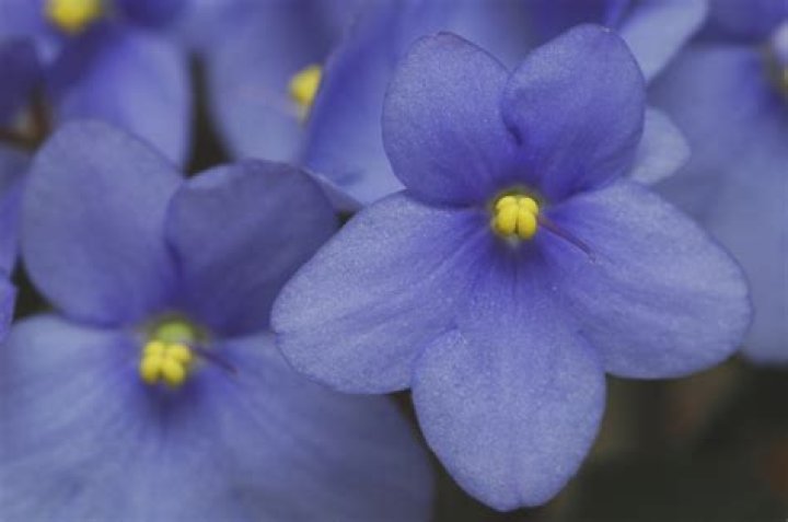What do blue violets look like