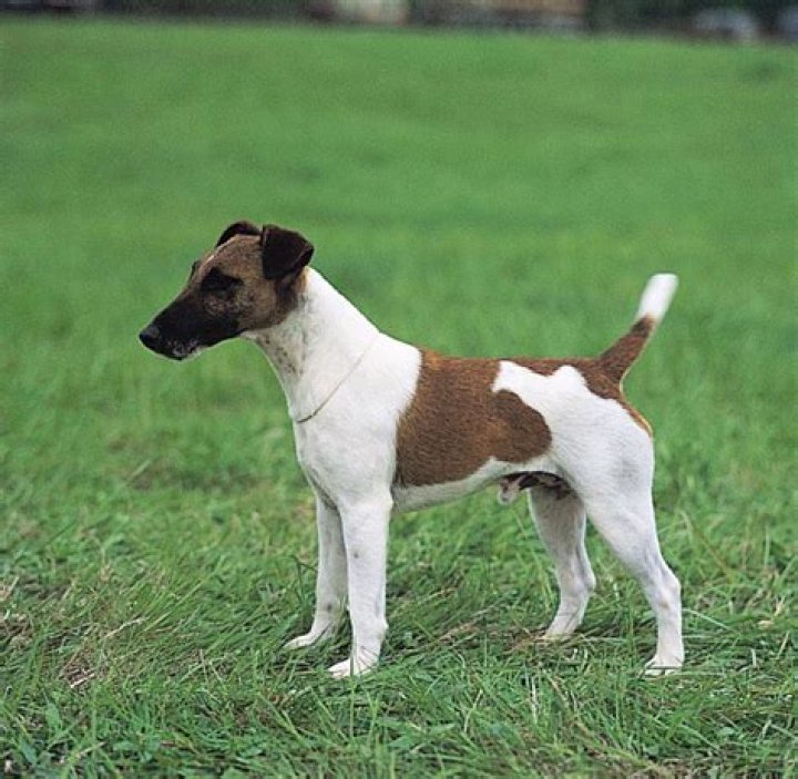 What do fox terriers look like