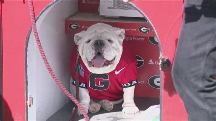 What do Georgia Bulldogs fans say