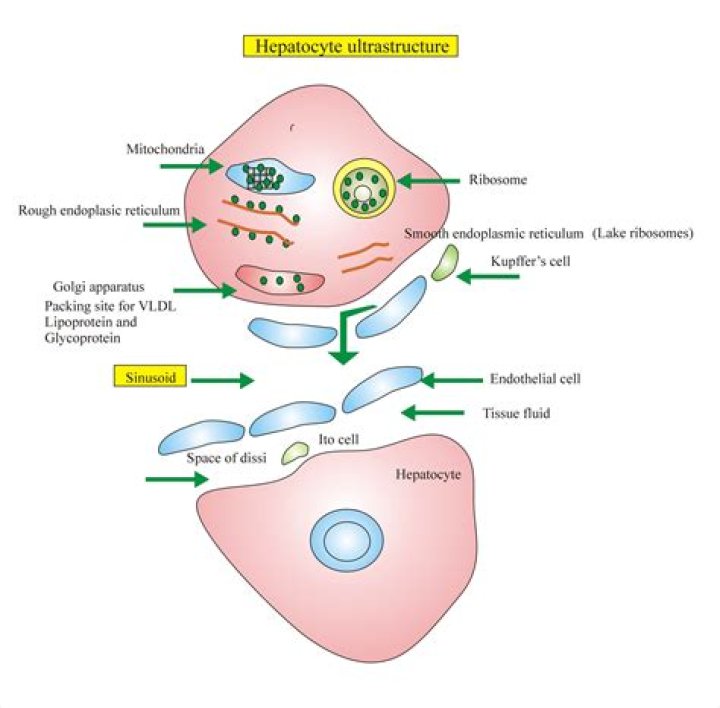 What do liver cells have a lot of