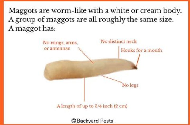 What do tiny maggots look like