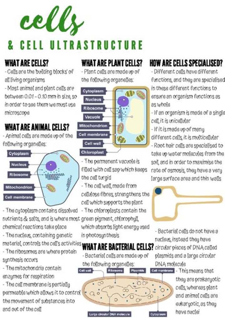 What do you study in cell biology