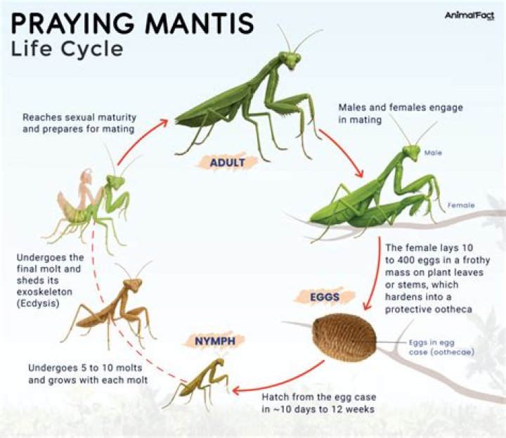 What does a praying mantis do