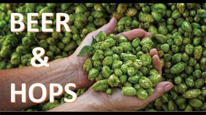 What does beer hops look like