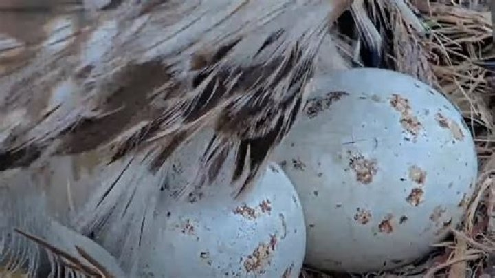 What does hawks eggs look like