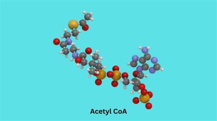 What does increased acetyl CoA