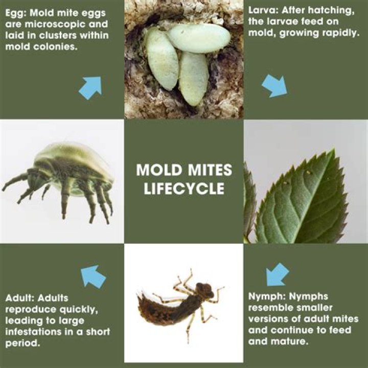What does mold mites look like